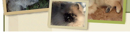 KeeshondPups.com lower Keeshond logo