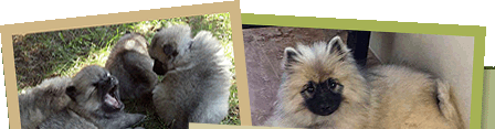 KeeshondPups.com upper Keeshond logo