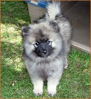 keeshond puppies for sale gumtree