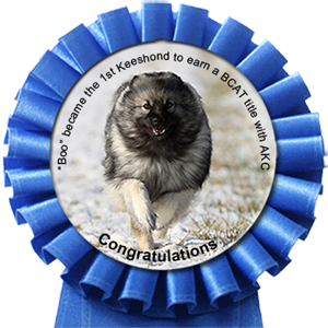 Boo became the 1st Keeshond to earn a BCAT title with AKC