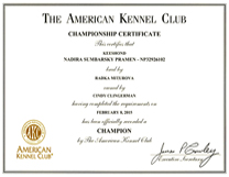 Kati AKC Championship Certficate.