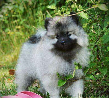 at what age is a keeshond full grown